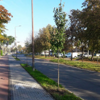 Nowe drzewa przy ul. Skłodowskiej